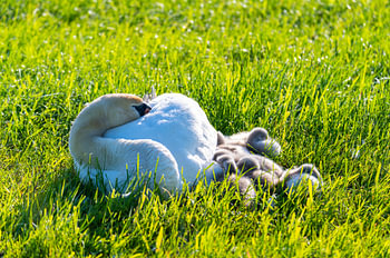 Eine Schwanenfamilie ruht auf einem gemähten Feld, die beiden Eltern kümmern sich um ihre Kleinen, d