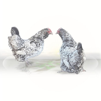 Les poules caquettent dans tous les sens