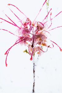 Grevillea in ijs 2