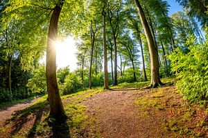 Laubwald im Mai