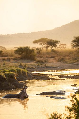 Golden Savannah and Wild Hippos