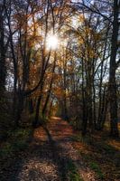 Herfst bos pad
