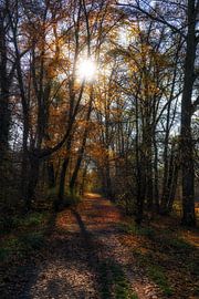 Herfst bos pad van Joachim Neumann