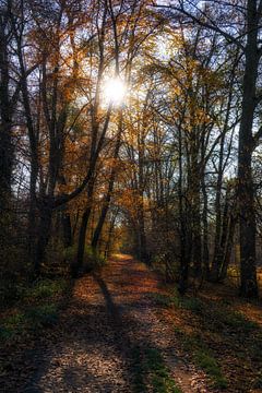 Herfst bos pad van Joachim Neumann