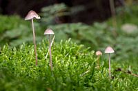 mini paddenstoelen in het bos