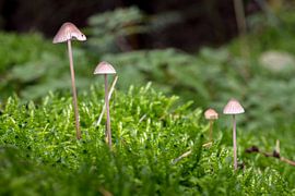 mini mushrooms in the forest by robertjan boonstra