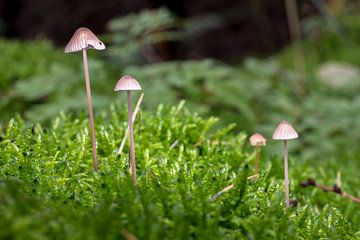 mini paddenstoelen in het bos van robertjan boonstra