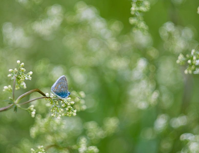Icare bleu, papillon bleu en fleur blanche de rêve par Jolanda de Jong-Jansen