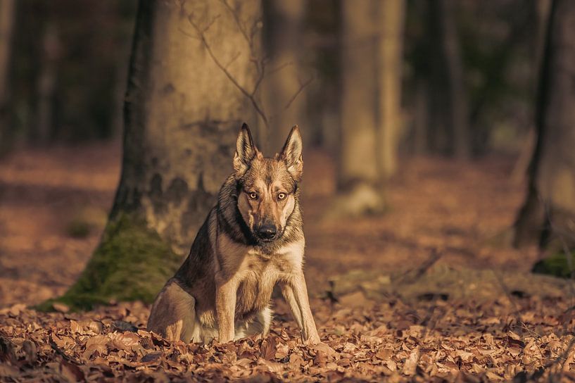 German shepherd in autumn forest by Toos Wassink