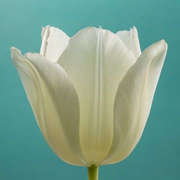 Eenvoud in een vierkantje met zachte kleuren: Een tulp met turquoise achtergrond van Marjolijn van den Berg