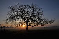 Tree in the rising sun van Robert Fischer thumbnail