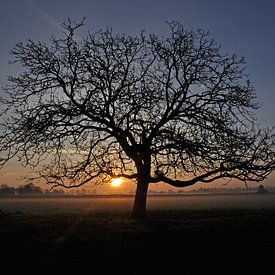 Tree in the rising sun van Robert Fischer