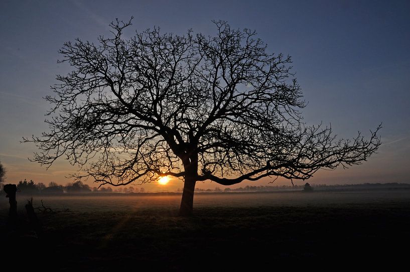 Tree in the rising sun van Robert Fischer