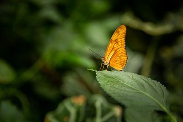 Orangefarbener Passionsblumenschmetterling von Miranda van Assema