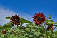 Ein rotes Feld mit Sonnenblumen von Jolanda de Jong-Jansen Miniaturansicht