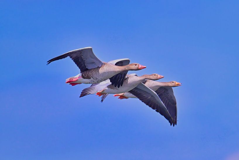 Formation flight by Bernhard Kaiser