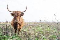 Highland cattle 005 by Carola Stroy thumbnail