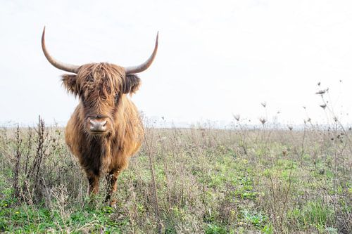 Highland cattle 005
