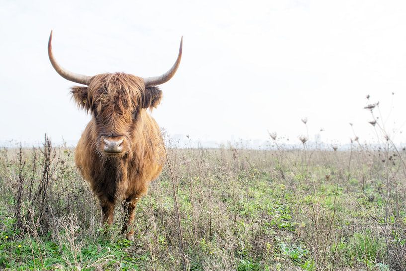 Highland cattle 005 by Carola Stroy