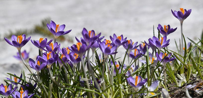 Crocuses in bloom in spring by Claude Laprise