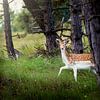 Beautiful deer by Costas Ganasos