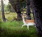 Beautiful deer van Costas Ganasos thumbnail