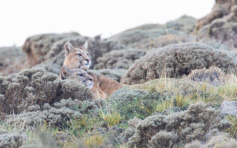 Pumas behalten ihr Revier im Auge von Lennart Verheuvel