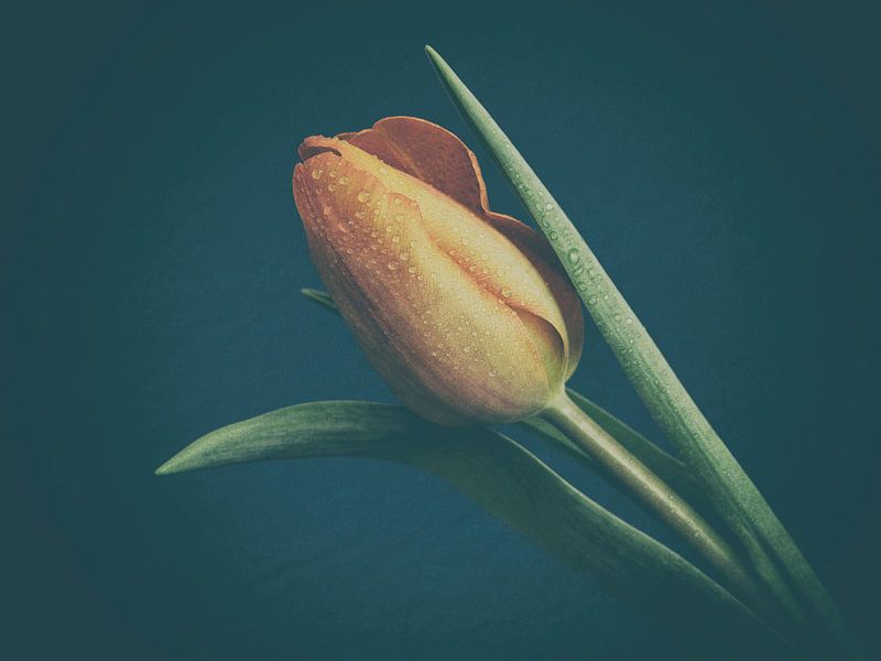 Tulip by Marianne Twijnstra