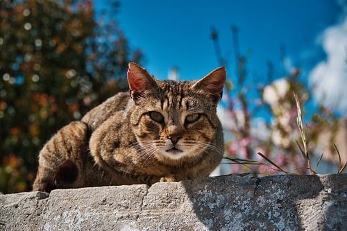 Wild cat in Ostuni: close-up in springtime