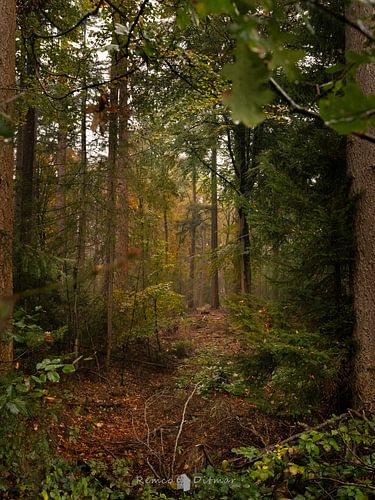 a view through to a fairytale forest