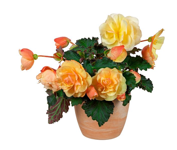 Fleur de bégonia en pot sur fond blanc par ManfredFotos