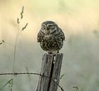 Little Owl by Patrick Scholten thumbnail