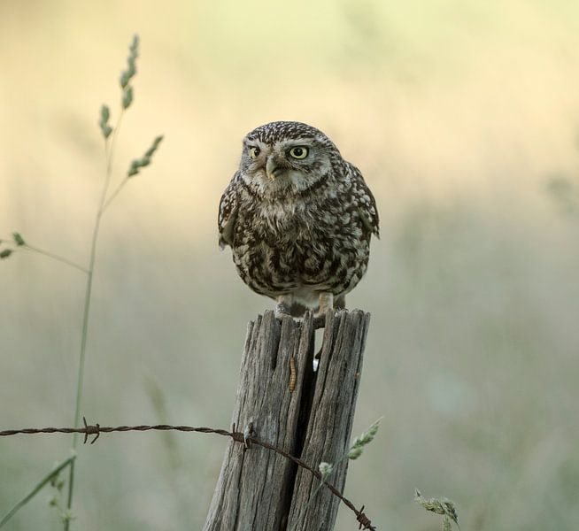 Little Owl by Patrick Scholten