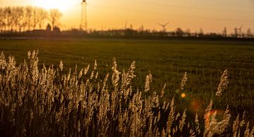 Ochtendlicht op Walcheren 6