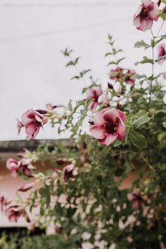 Roze Bloemen | Mexico van Roanna Fotografie