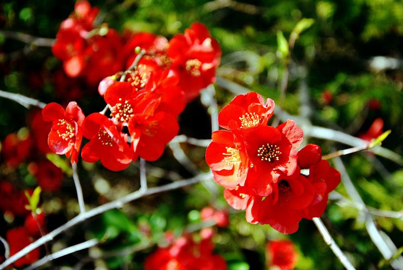 Rouge écarlate par M de Vos