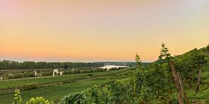 Der Rote Hang bei Nierstein mit Blick auf den Rhein