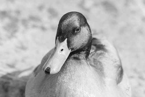 eend in zwart wit