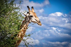 Giraffe hinter einem Busch
