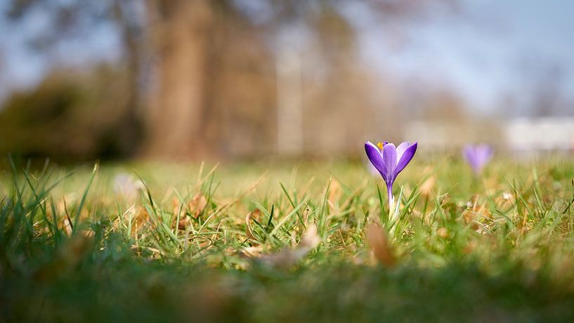 Crocus on a green meadow in springtime by Heiko Kueverling