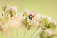 Coccinelle dans le persil des vaches