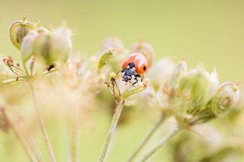 Ladybird in cow parsley