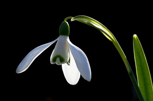 Common Snowdrop (Galanthus nivalis)