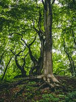 The guardians of the forest