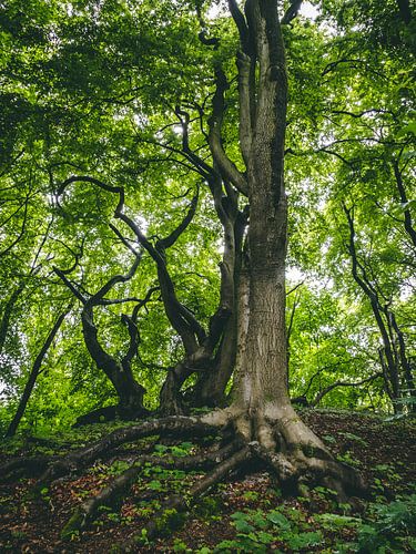 Die Wächter des Waldes