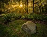 Een vroege ochtend in het bos.