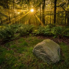 Een vroege ochtend in het bos. van justus oostrum