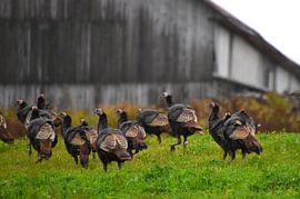 Wild turkeys in autumn by Claude Laprise