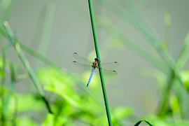 Beekoeverlibel in macro