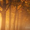 Die goldene Stunde an einem nebligen Herbstmorgen im Wald von Sugar_bee_photography